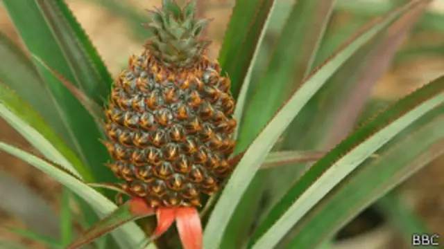 Piña en planta