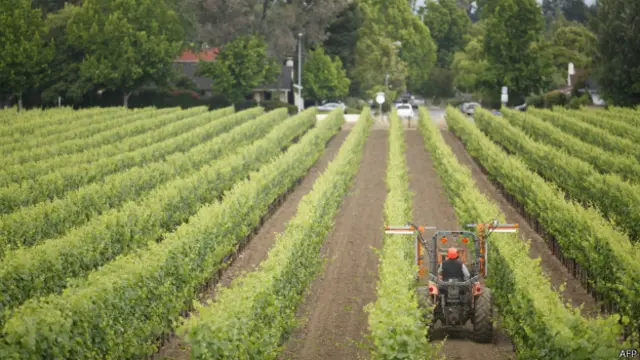 چین میں انگوروں کے کھیت فرانس کے مقابلے میں زیادہ ہیں