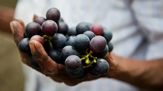 جاپان میں مہنگے داموں پھلوں کی خریداری کوئی نئی بات نہیں