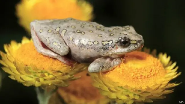 البرمائيات تواجه عددا من المخاطر تهدد وجودها