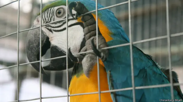 मुंबई, पक्षी प्रदर्शनी, ब्ल्यू गोल्ड मकाऊ