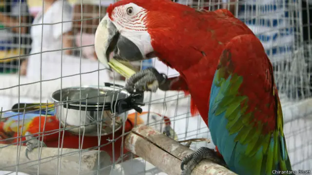 मुंबई, पक्षी प्रदर्शनी, ग्रीन गोल्ड मकाऊ