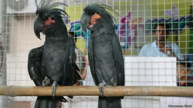 मुंबई, पक्षी प्रदर्शनी, ब्लैक पाम