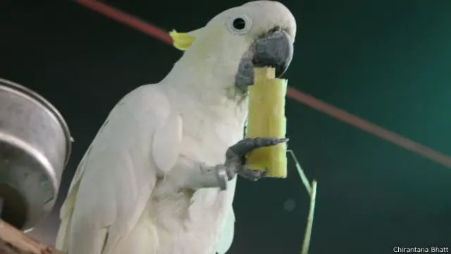 मुंबई, पक्षी प्रदर्शनी, सल्फर क्रेस्टेड कोकाटू