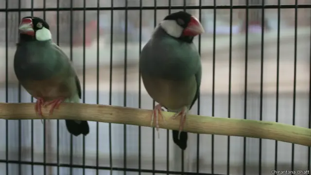 मुंबई, पक्षी प्रदर्शनी, जावा फिंच