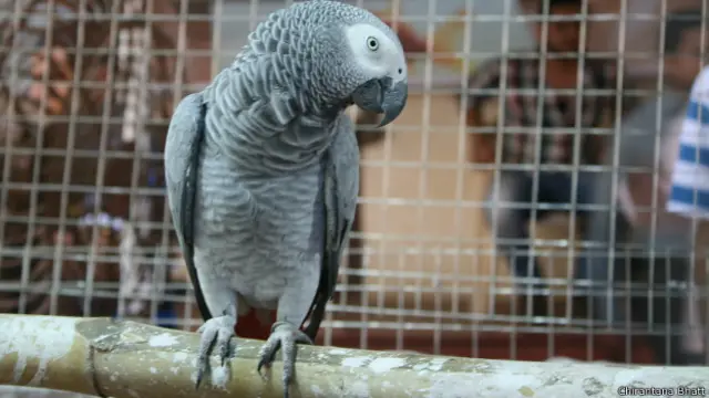 अफ्रीकन ग्रे पैरेट या कांगो अफ्रीकन ग्रे पैरेट कांगो