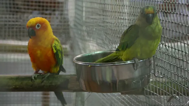 लौरिकीट