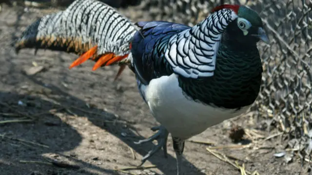 लेडी एम्हैर्स्ट फैझन्ट