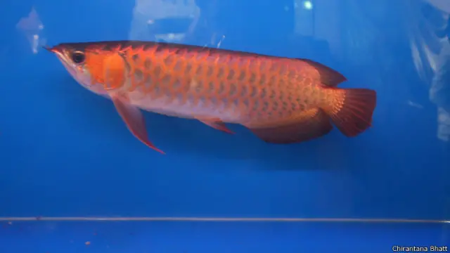 रेड आई ओरवाना