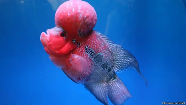 मॉन्सटर हेड फ्लावर हॉर्न 