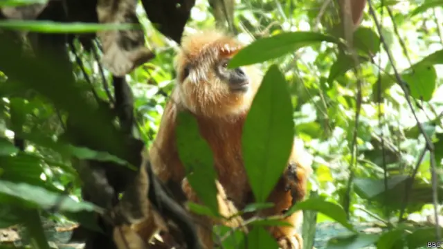 Lutung Jawa