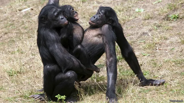 Bonobo