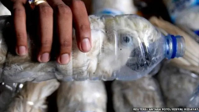 Kakaktua Jambul Kuning