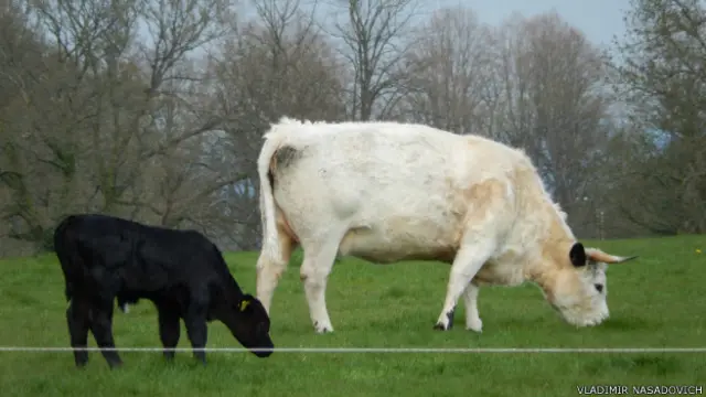 Британский пейзаж