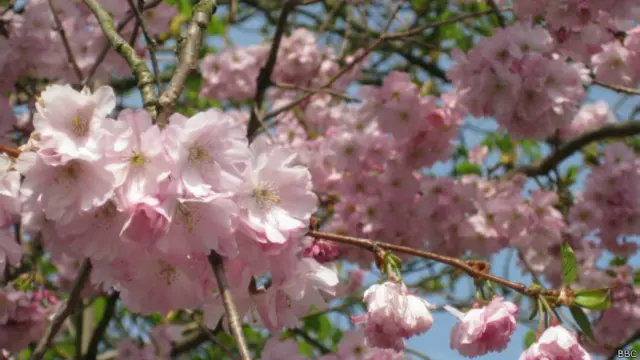 Цветущая вишня