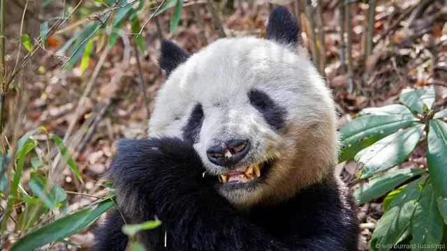 Панда грызет бамбук