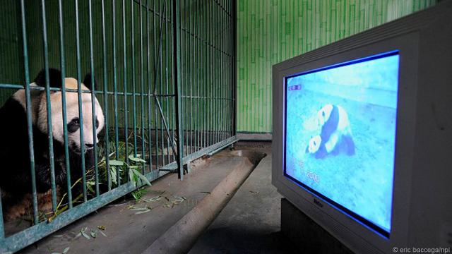 костюме панды: смотреть русское порно видео онлайн бесплатно