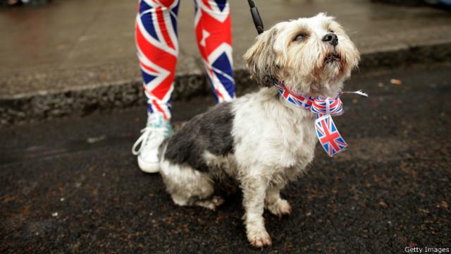 Собака с британским флагом