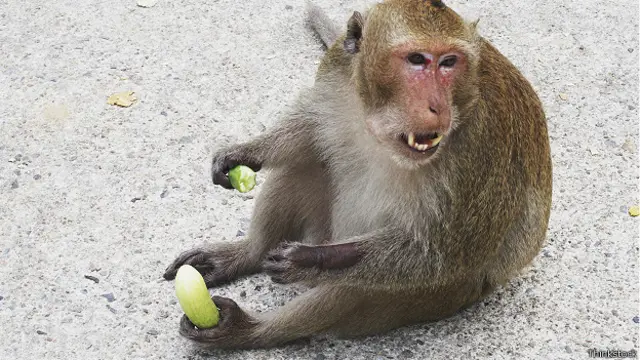 Обезьяна с огурцом