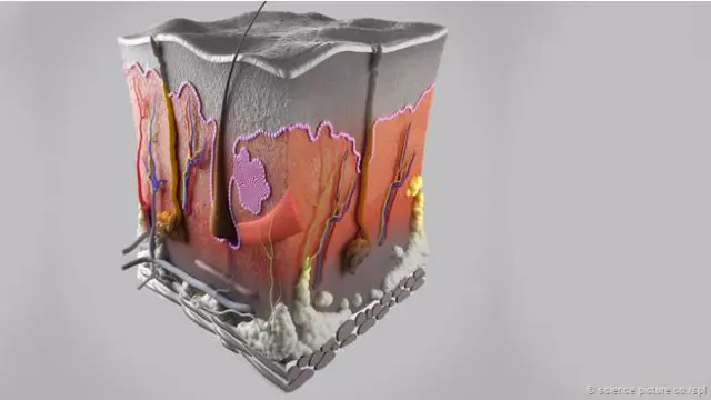 त्वचा की कोशिका