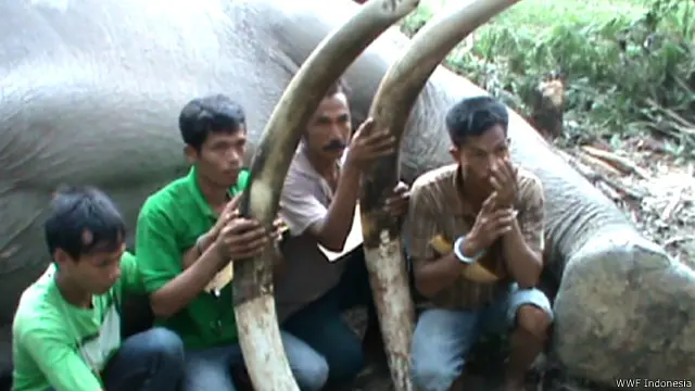 Tersangka pemburu gajah