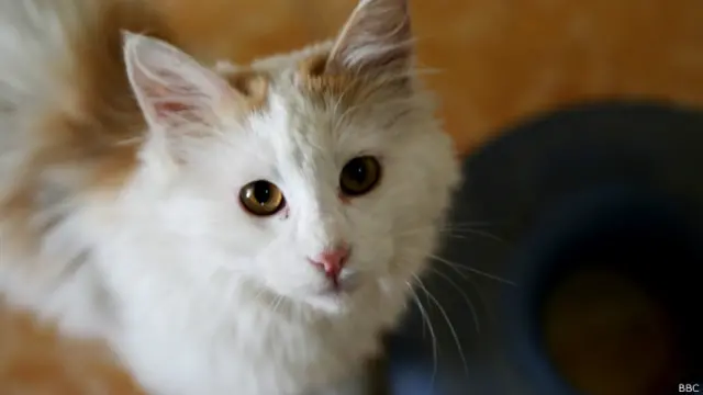 نام این گربه فلافی است و در مرکز نوزاد نگهداری می‌شود