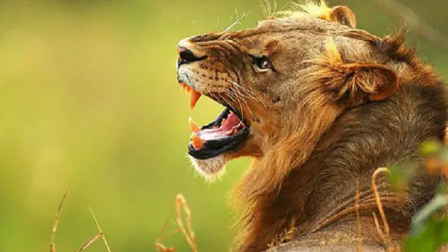 چینی میڈیا میں یہ بات نہیں بتائی گئی ہے کہ حملے کے بعد شیر اپنے باڑے سے نکلنے میں کس طرح کامیاب ہوا