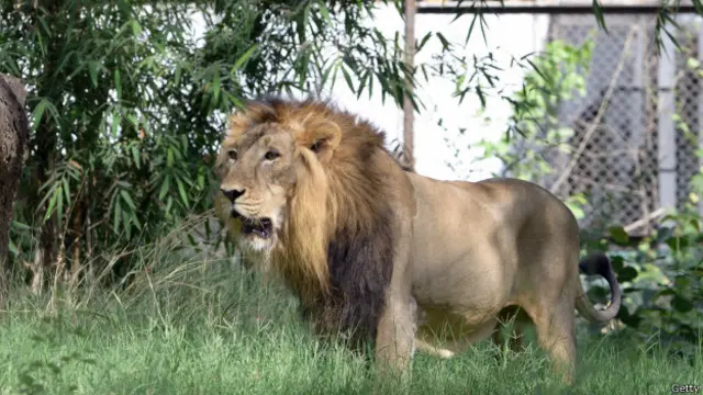 ایشیاٹک شیر کی تعداد میں گذشتہ پانچ سال میں 27 فی صد اضافہ ہوا ہے