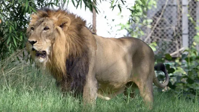 مئی میں جاری کیے جانے والے اعدادوشمار کے مطابق گیر میں ایشیاٹک نسل کے شیروں کی تعدا 523 بتائی گئی تھی