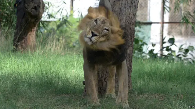 Индийский лев