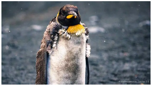 penguin raja