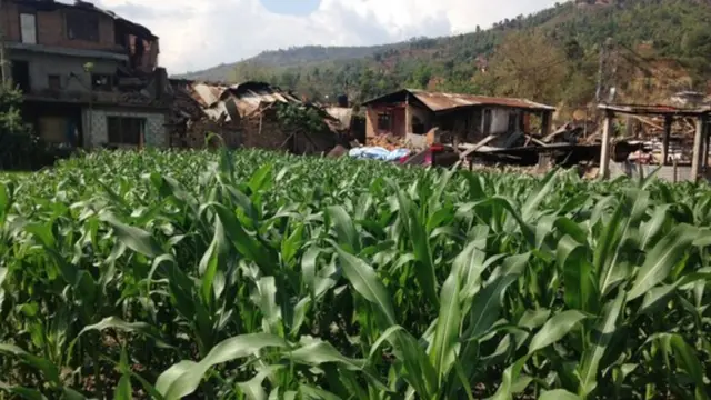 梅雨季节到来前，庄稼能收上来吗？