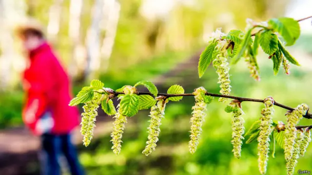 Цветет береза