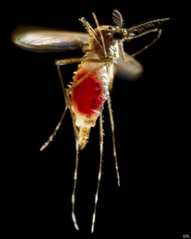 Se transmite por la picadura de los mosquitos Aedes aegypti y Aedes albopictus.