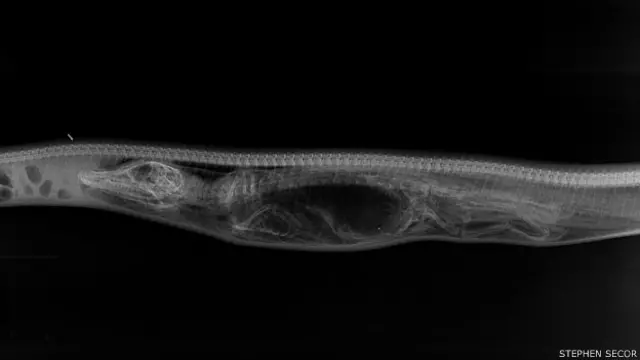 No primeiro dia, a serpente expande seu corpo para se moldar ao tamanho do jacaré