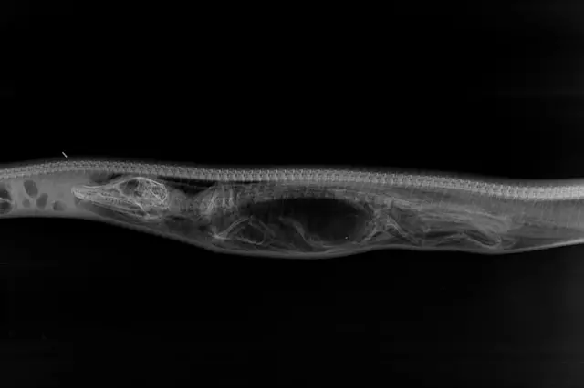 La pitón en el primer día de digestión.