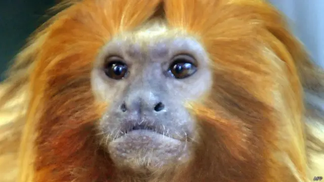 Золотистые львиные тамарины, обитающие в бразильских джунглях, находятся под угрозой вымирания