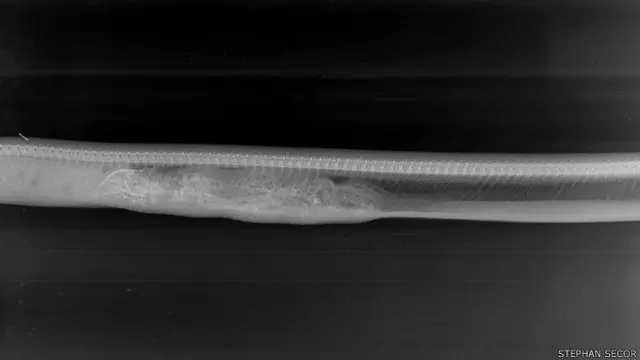 Aspecto de la serpiente en el tercer día.