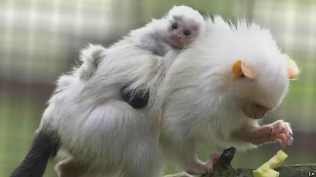 Серебристые игрунки оказались под угрозой вымирания из-за сокращения площади тропических лесов