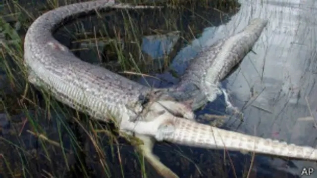 Esta pitón se desgarró tratando de comerse una pieza demasiado grande. Entre comida y comida pueden pasar meses.