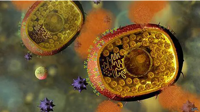 тучные клетки, основные агенты аллергических реакций