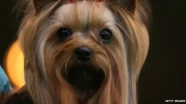 Anjing jenis Yorkshire Terrier