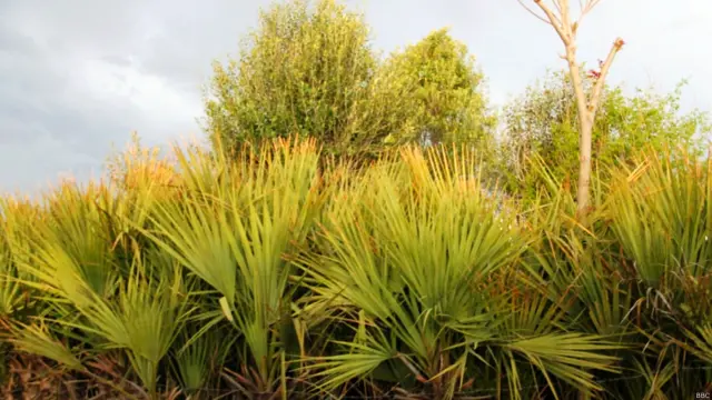 د ځاځي میدان خلک بیوزلې دي، خو ښکلی او زرغون چاپېریال لري. 