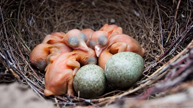 Гнездо сороки: блестящих предметов не обнаружено 
