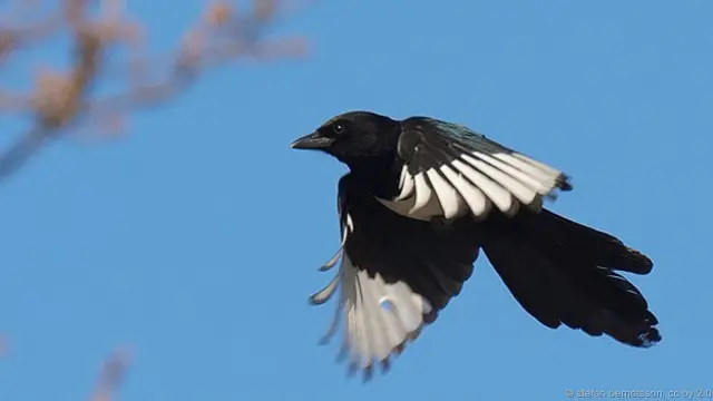 Если бы они были редкими птицами, люди специально ездили бы за много километров, чтобы на них посмотреть