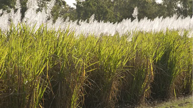 甘蔗田