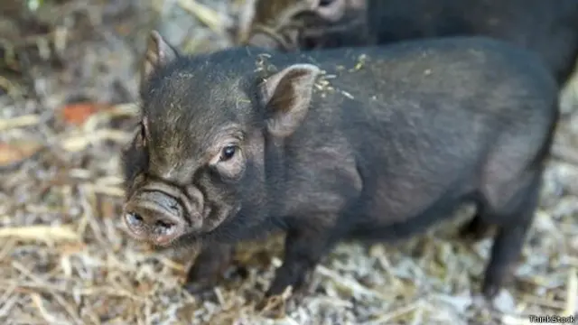 सूअर की तस्वीर 