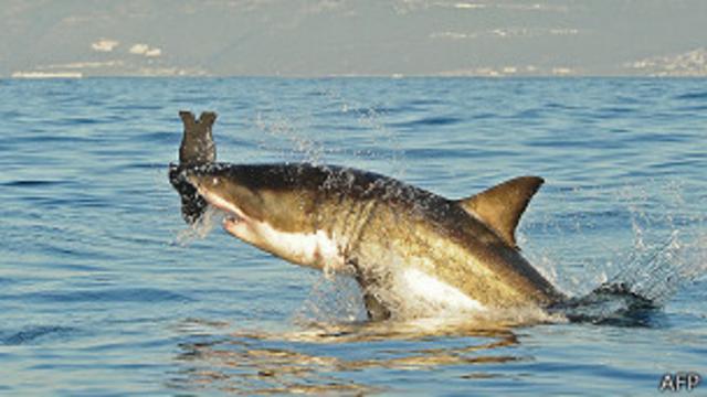El gran tiburón blanco es el más temido de los escuálidos.
