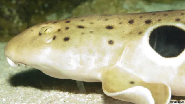 La pintarroja colilarga es capaz de prácticamente apagarse cuando está quedándose sin oxígeno.