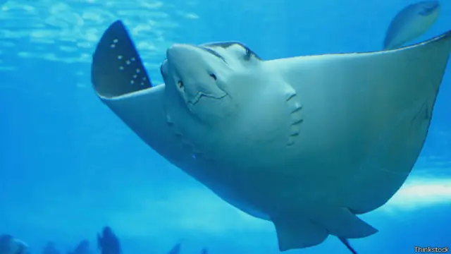 La manta raya tiene el cerebro más grande de los peces.